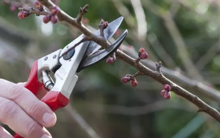 fruit tree pruning1 fruit tree pruning1