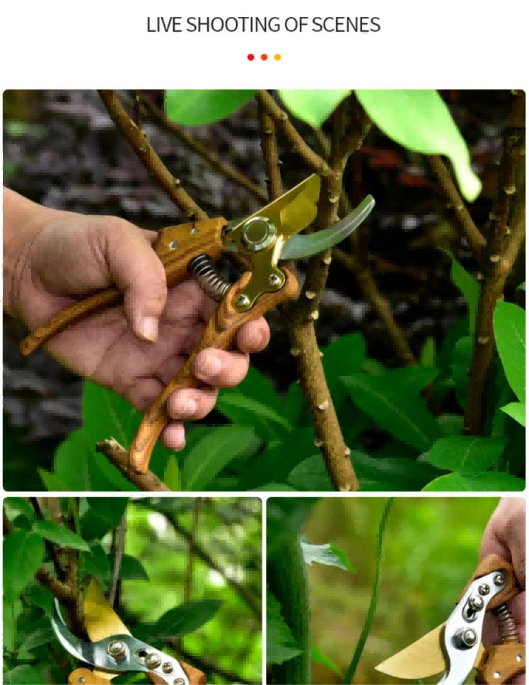 fruit tree pruning fruit tree pruning