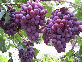 grape leaves1