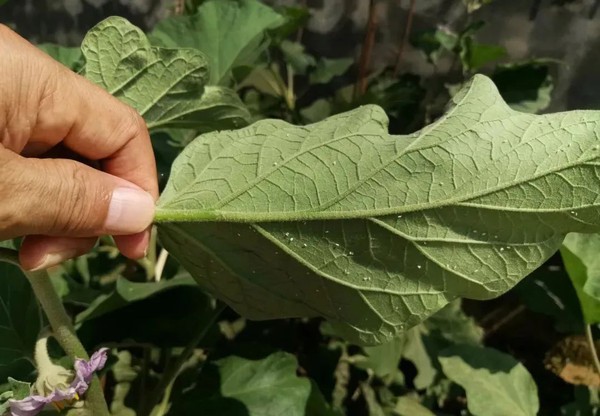 Pyriproxyfen application Pyriproxyfen application