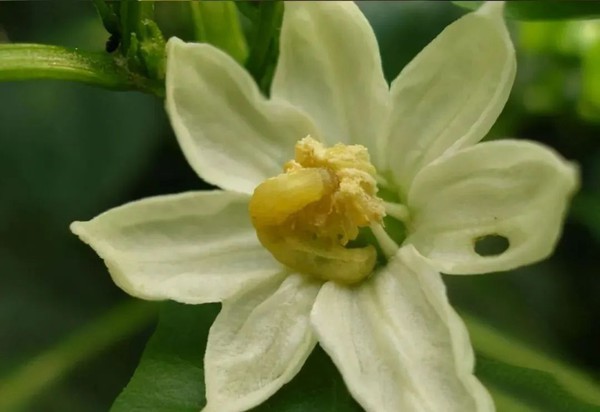 Pyriproxyfen application Pyriproxyfen application