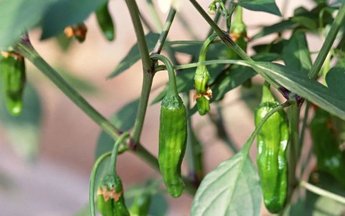 control thrips control thrips